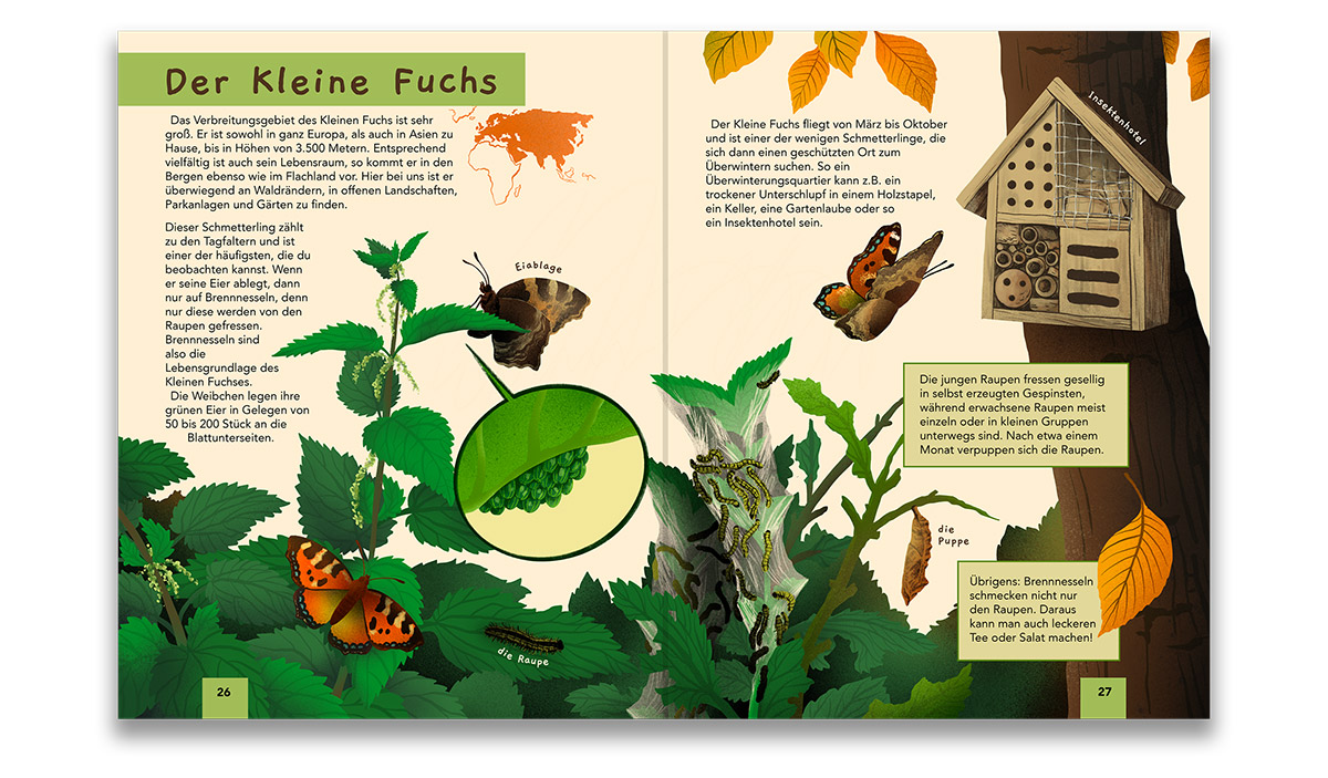 Buchillustration Sachbuch Schmetterling